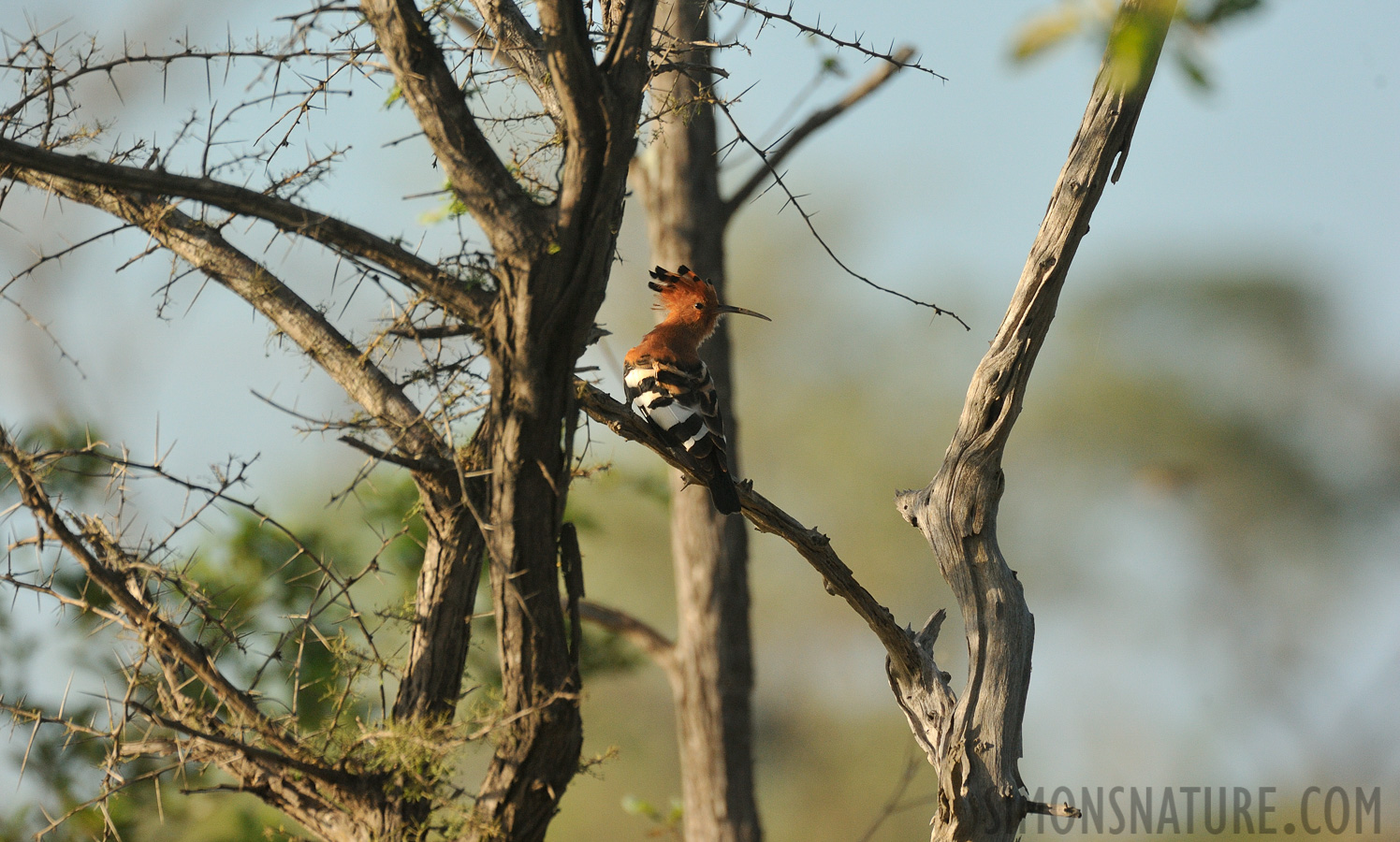 Upupa africana [550 mm, 1/2000 sec at f / 8.0, ISO 1600]